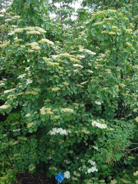 Viburnum hupehense (2)